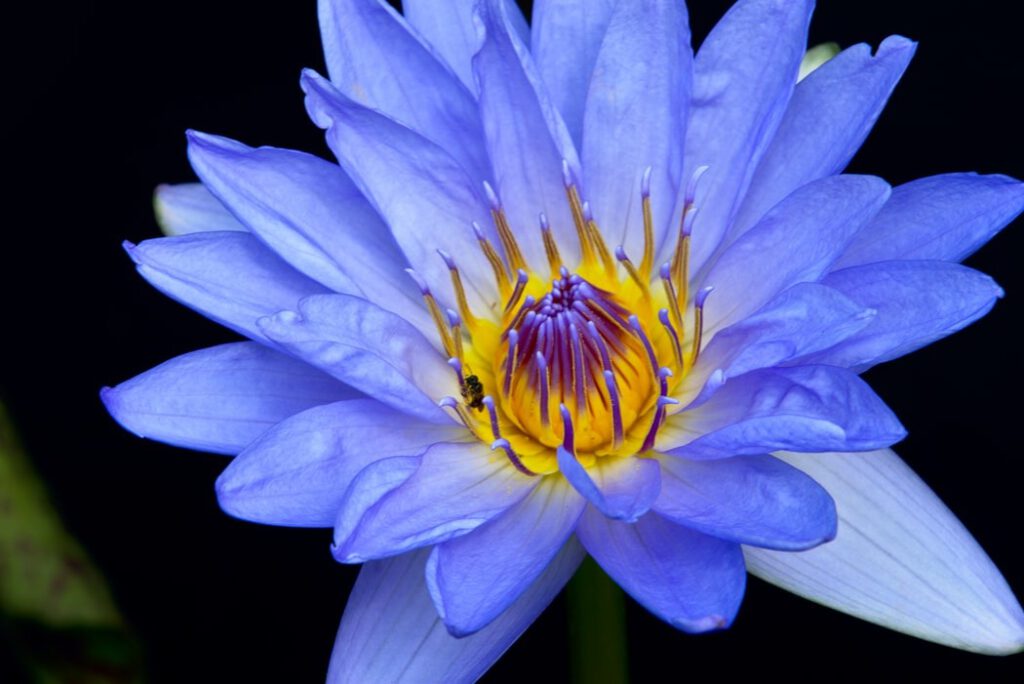 Blauwe lotus tijdens truffel ceremonie