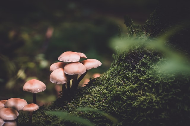 The healing properties of magic and normal mushrooms