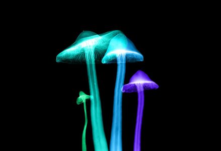 Psychedelische therapie mer MDMA, psilocybine of LSD